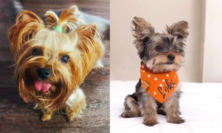 5 Ways to Extend Your Yorkie Life Span