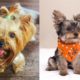 5 Ways to Extend Your Yorkie Life Span