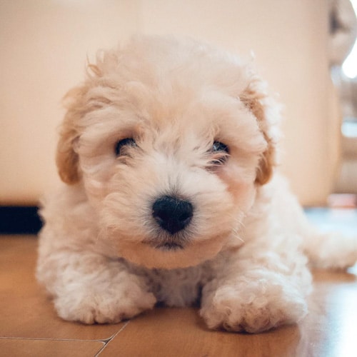 bichon-poodle-mix-puppies