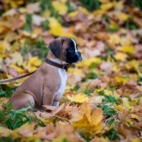 Boxer Puppies Facts