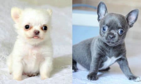 chihuahua-puppies-facts