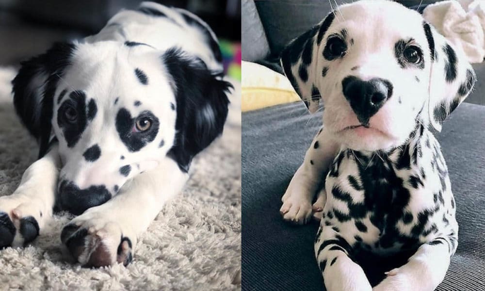 7 Dalmatian Puppies Facts To Make You Fall In Love