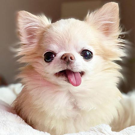 kéo dài tuổi thọ của chó Chihuahua