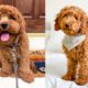 goldendoodle-puppies-facts