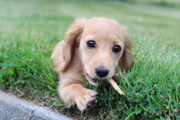 dachshunds-puppies