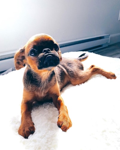 miniature dog breeds brussels griffon