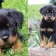 rottweiler-puppies-facts