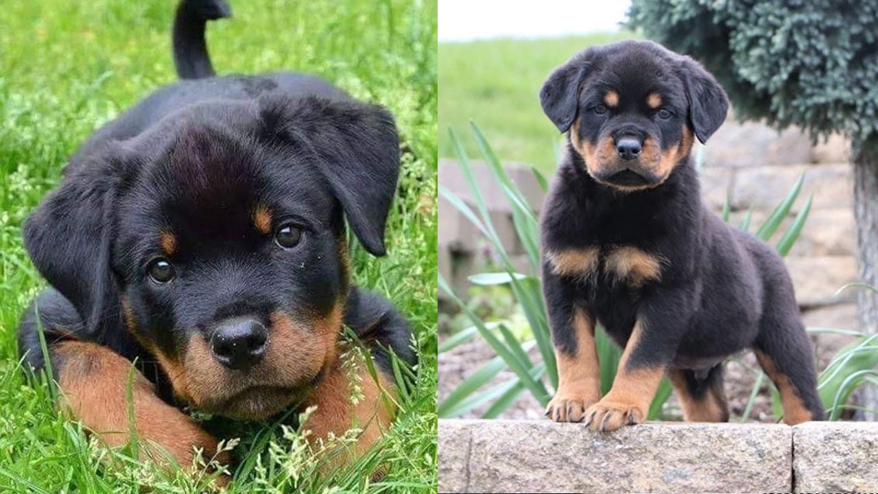 7 Rottweiler Puppies Facts To Make You Fall In Love