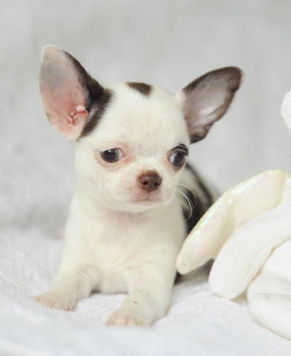 chihuahua puppies facts