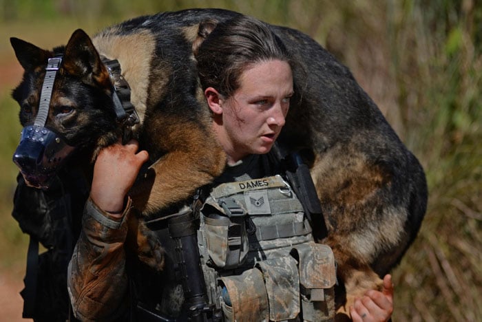 military-dogs-8