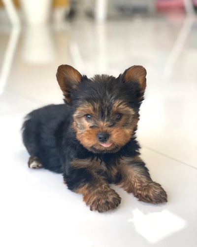 yorkie-puppies-facts