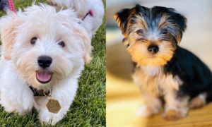 10-most-feminine-dog-breeds-for-women-and-men